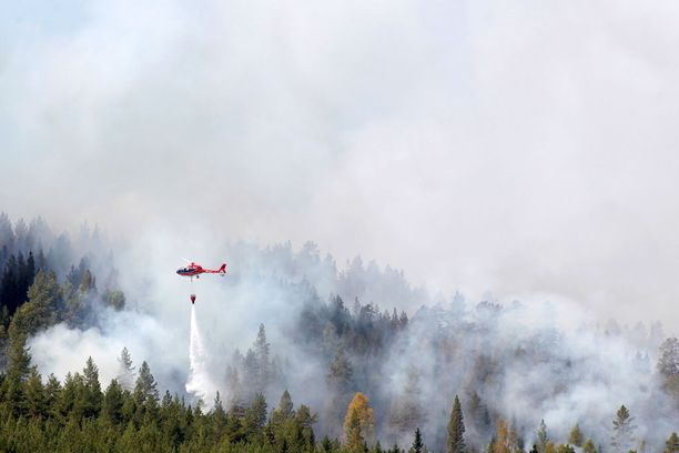 Helikopteri sammutti metsäpaloja viime viikon alussa Hammarstrandissa Pohjois-Ruotsissa.
