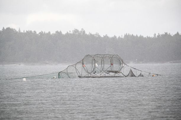 Mursu heikossa kunnossa – ”Toivon hänen selviävän”