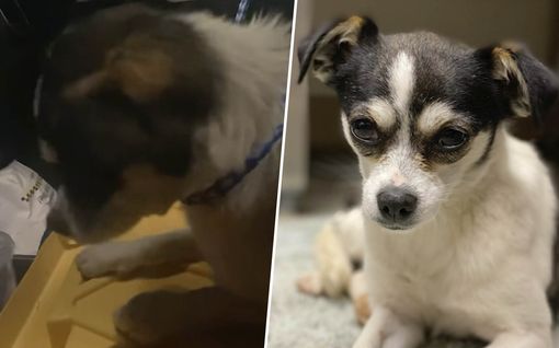 Chihuahua katosi omistajaltaan Yhdysvalloissa – vietti 190 päivää kadulla