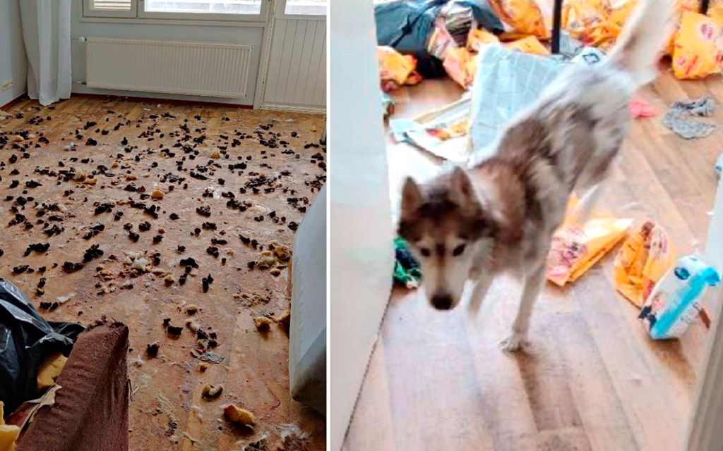 Luna-koira söi nälkäänsä sohvan vaahtomuovit – Kuoli