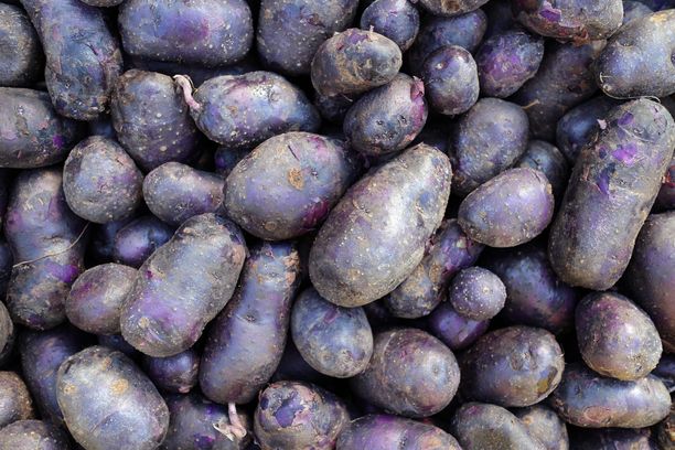 Tutkimus: violetti peruna ”Synkeä Sakari” ehkäisi tyypin 2 diabetesta