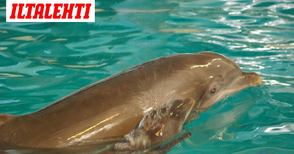 Entinen Särkänniemen delfiini Veera on kuollut