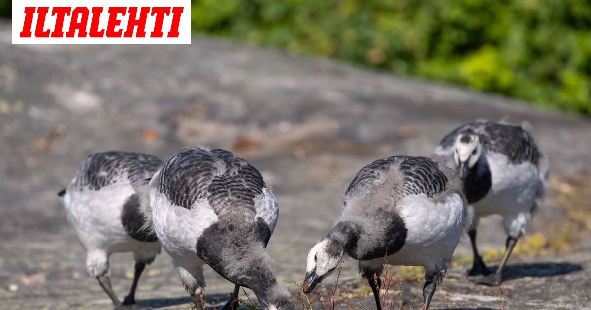 www.iltalehti.fi