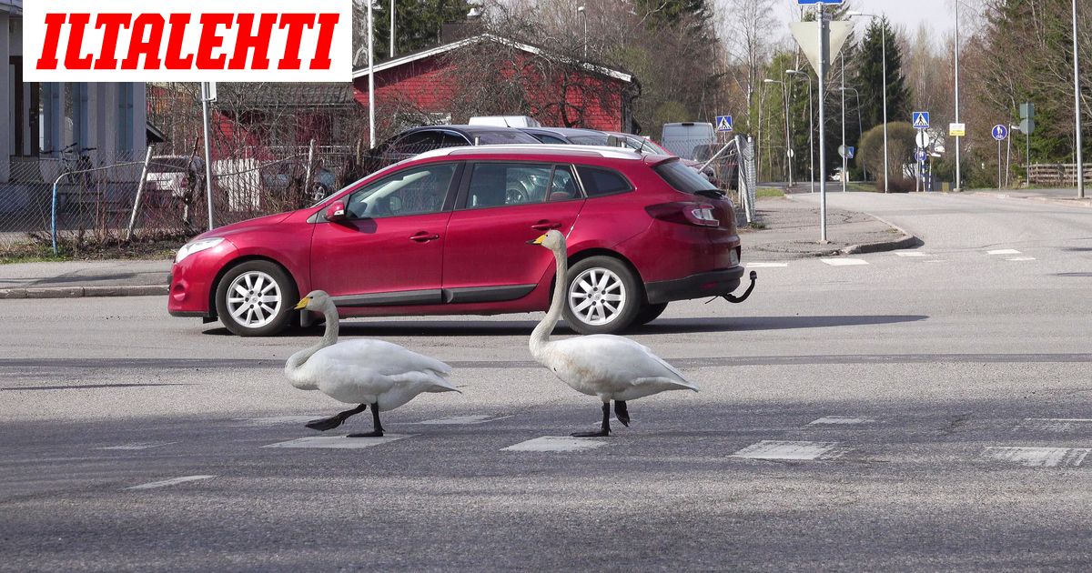 Jukka kuvaa joka vuosi riemastuttavan näyn – Joutsenten käytöksen taustalla on liikuttava syy