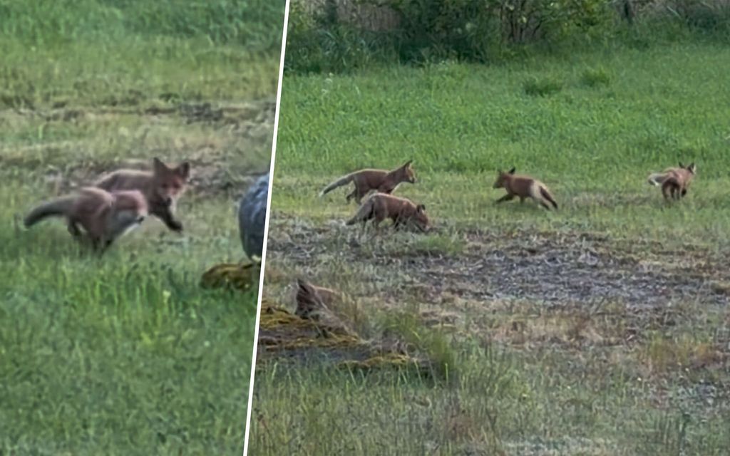 Harvinainen näky videolla: Kuusi ketunpoikasta innostui leik