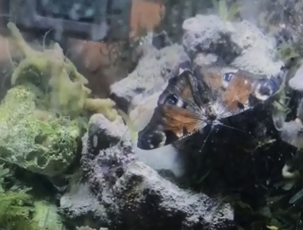 Video uivasta perhosesta löi tutkijankin ällikällä - ”Joku nimesi sen jo merenneitoperhoseksi”