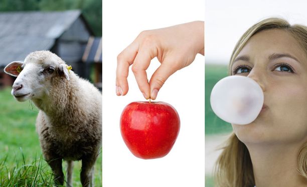 Laske lampaita, syö omenaa äläkä niele purkkaa.
