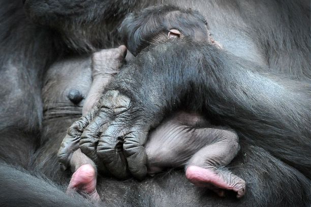 Pikkuinen gorilla emonsa sylissä.