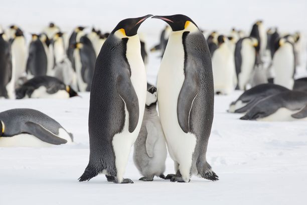 Pingviini kaipaa vanhempiensa huomiota.