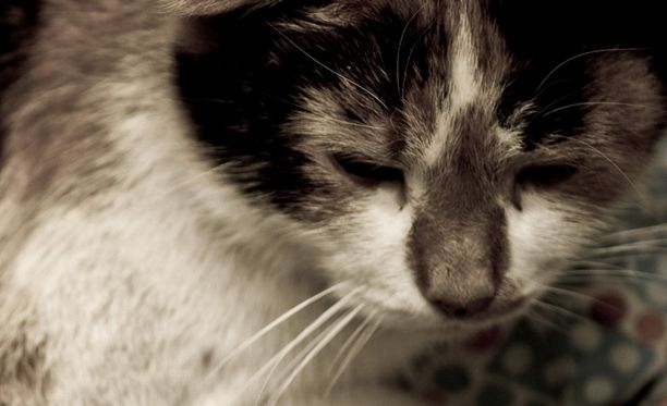 Eläinlääkärin yllätysisku paljasti kissavanhuksen kovan kohtalon Naantalissa