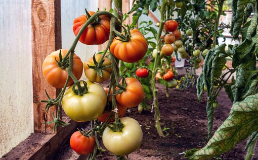 Näin onnistut tomaattien kasvat­tamisessa kotona – Kylvöaika on nyt