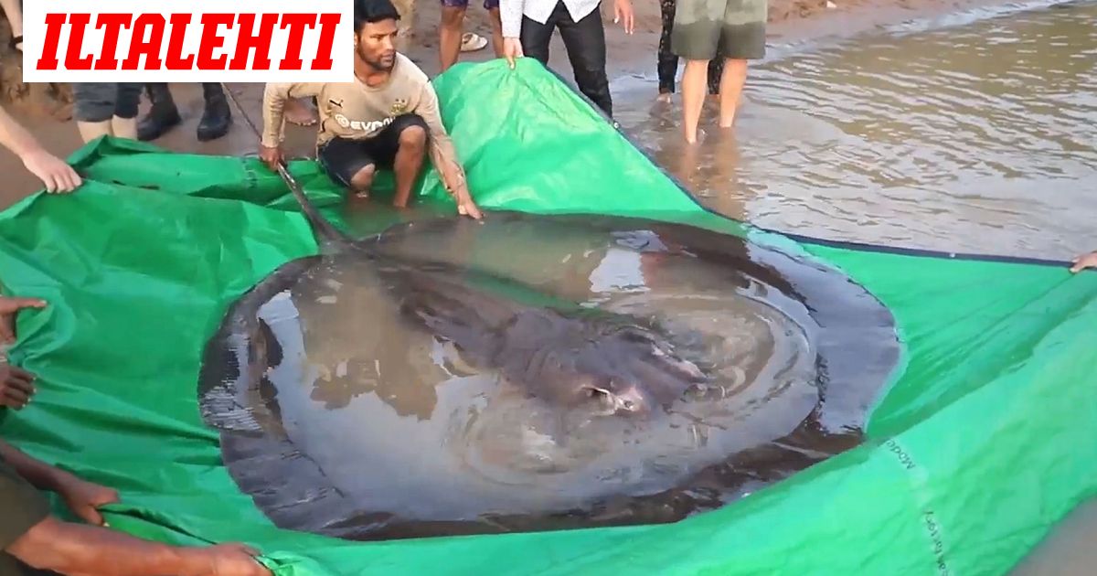 Maailman suurin kala nostettiin Kambodžassa