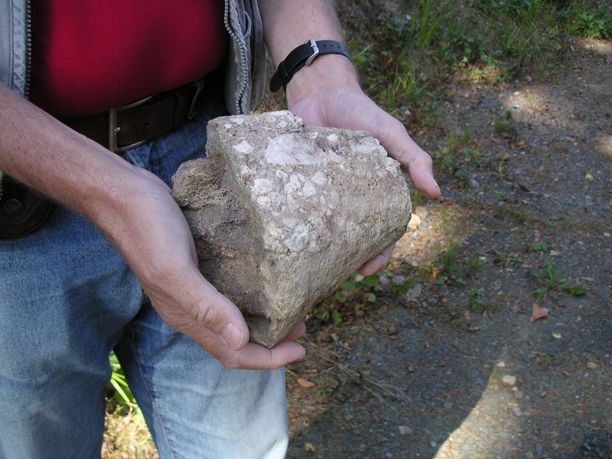 Suomesta löytyi miljoonia vuosia vanha Deinotherium-norsueläimen fossiili