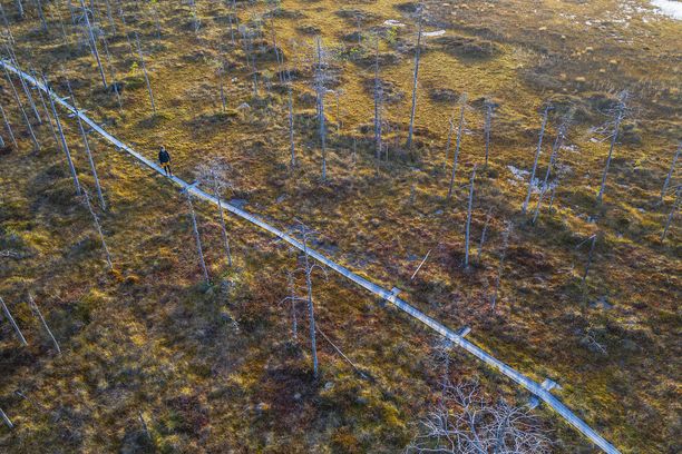 Suolla voi kulkea pitkospuita pitkin.