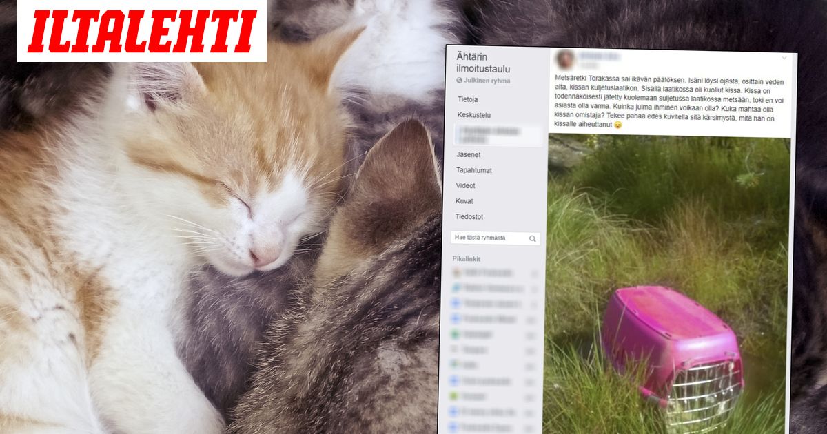 Ahtari Kuollut Kissa Loytyi Kuljetuslaatikosta Metsasta