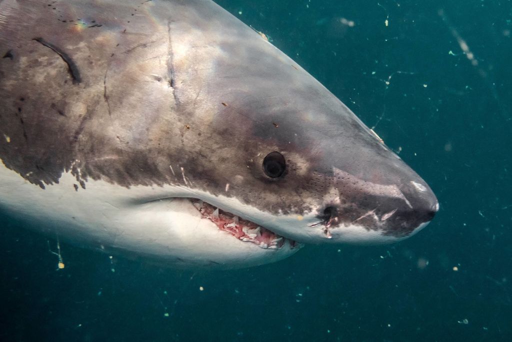 Video: Hai hyökkäsi surffarin kimppuun Floridassa – mies kieltäytyi sairaalasta, esitteli puremajälkiä Instagramissa ja lähti baariin: ”Ihmiset tarjosivat hänelle ilmaisia juomia”