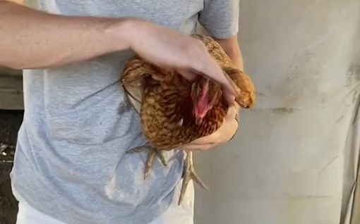 Oletko aina miettinyt miten saada kana nukahtamaan sekunneissa – jenkkimies näyttää hauskan kikan