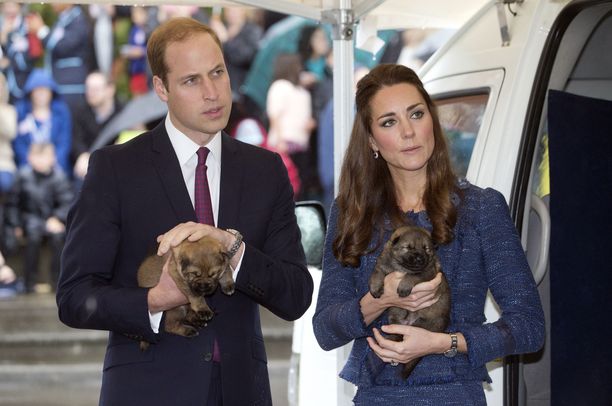 Prinssi William ja herttuatar Catherine rakastavat koiria. Nämä poliisikoiran pennut eivät liity tapaukseen. Kuva on vuodelta 2014. 