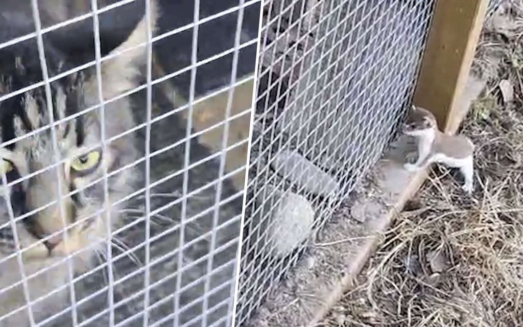 Lumikon tyhmänrohkea käytös tallentui Matildan videolle – Härnäsi kissaa 20 minuuttia