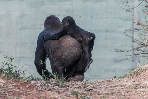 Suloinen pikkugorilla siirtyy paikasta toiseen turvallisesti emonsa selässä.