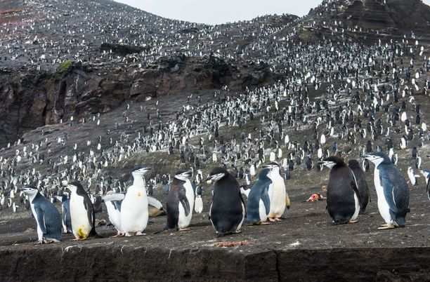 Etelä-Georgian saarella asuu myssypingviinien yhdyskunta.