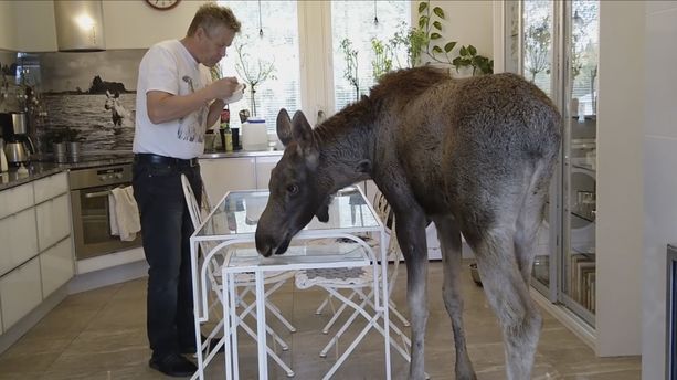 Markku Harju on ruokkinut hirvenvasa Urhoa tuttipullolla maidolla, sillä nuoren hirven vatsa ei kestä pelkästään vihreää ruokaa. Se tarvitsee myös maitoa.