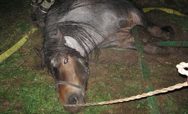 Yli 1000-kiloinen Kerttu-hevonen juuttui jokeen - 