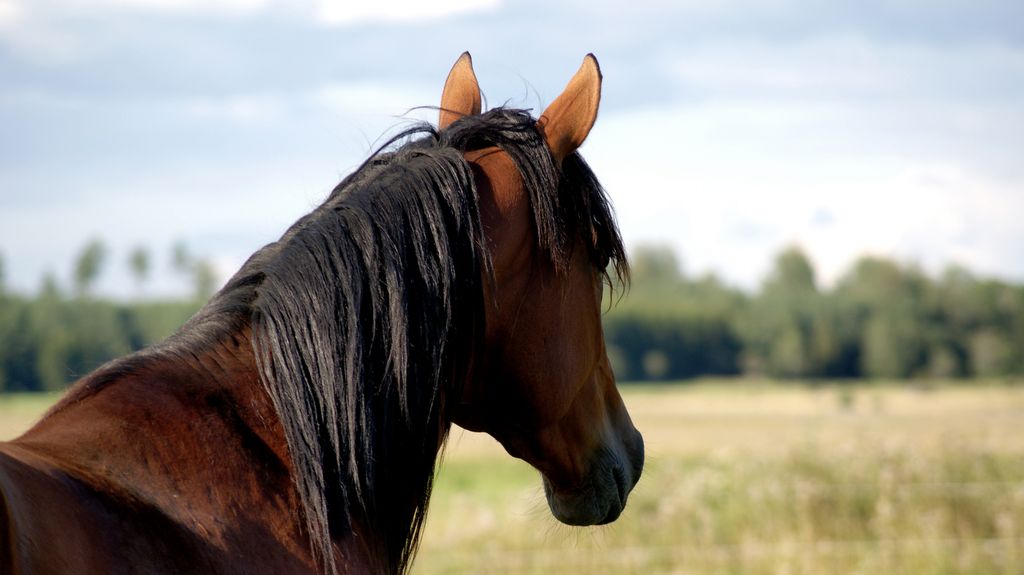 ”Saisinko harrastaa seksiä hevosesi kanssa?” - yhdysvaltalaismies lähetti maanviljelijöille pyyntöjä ja kosti kieltäytymiset