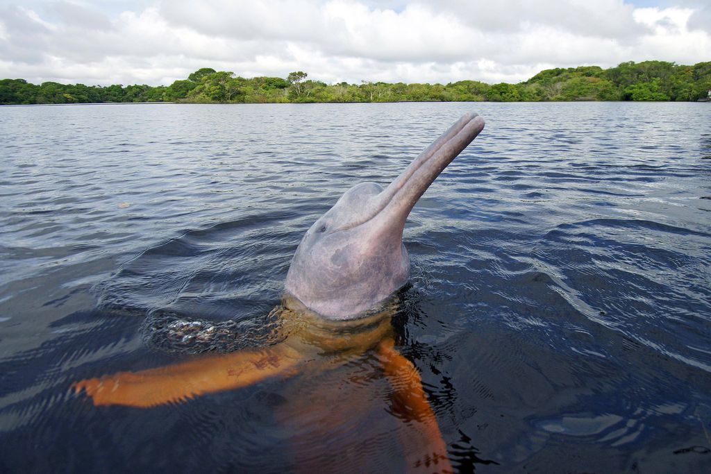 Delfiinit auttavat lapsia uimaan Amazonilla