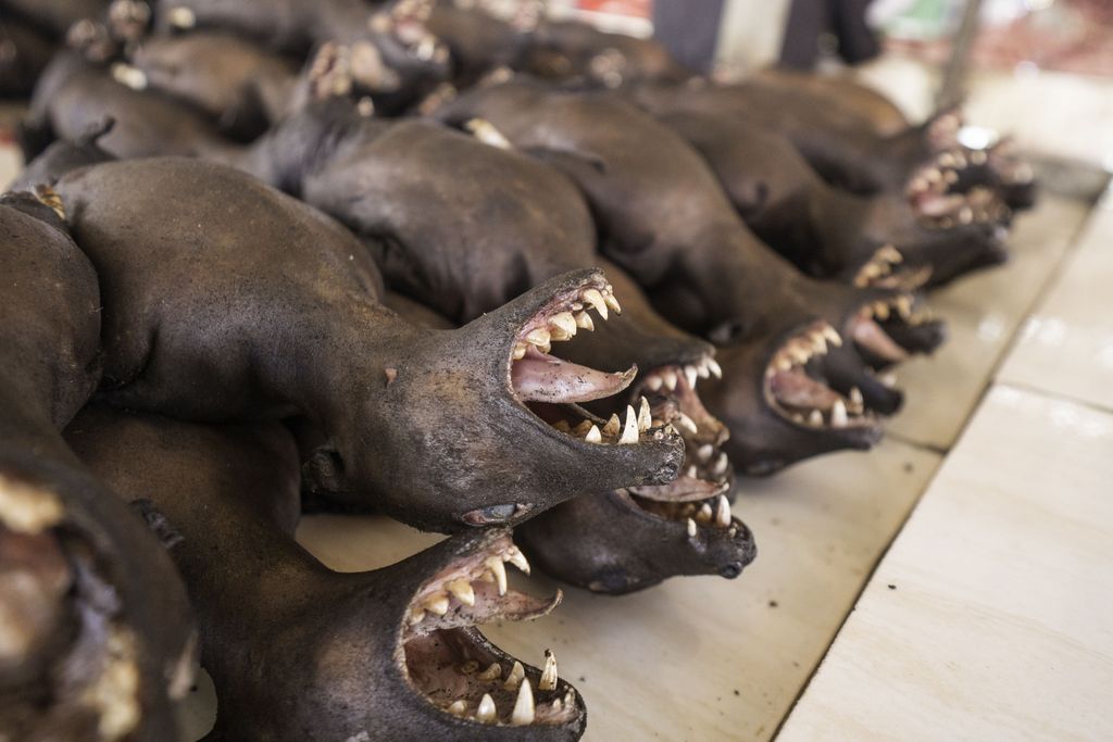 Villieläinmarkkinat kukoistavat yhä monin paikoin  Aasiassa - ”Tikittäviä aikapommeja”