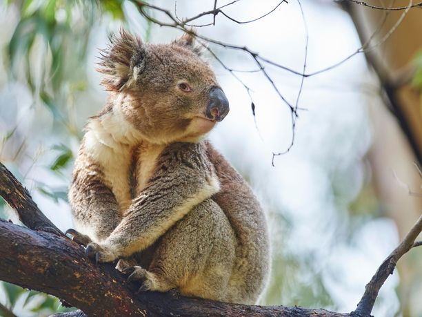 Uhanalaiset koalat kärsivät rajusti Australian maastopaloista.