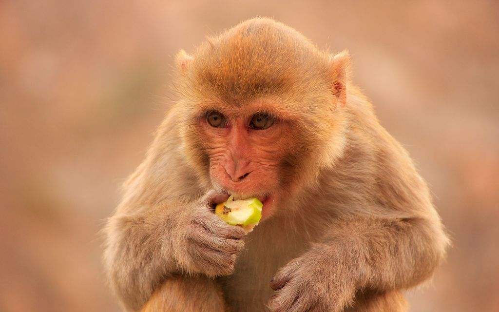 Kiinalais­tutkijat kloonasivat apinan – Tavoitteena massatuotanto