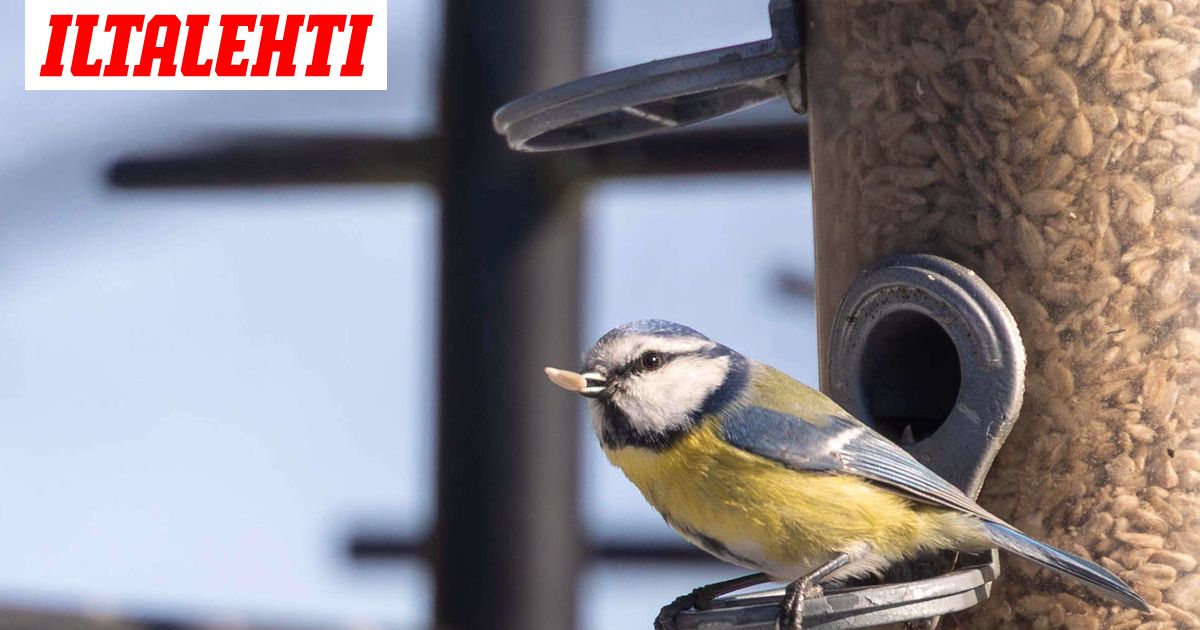 Kaleva: Pikkulintuja tappava bakteeri levisi Suomeen – Lopeta ruokinta heti