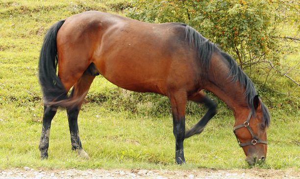 Iäkkään hevosen vointi huononi omistajan välinpitämättömyyden vuoksi. Kuvan hevonen ei liity tapaukseen. 