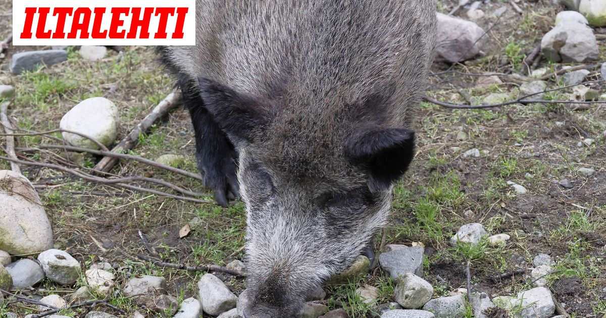 www.iltalehti.fi