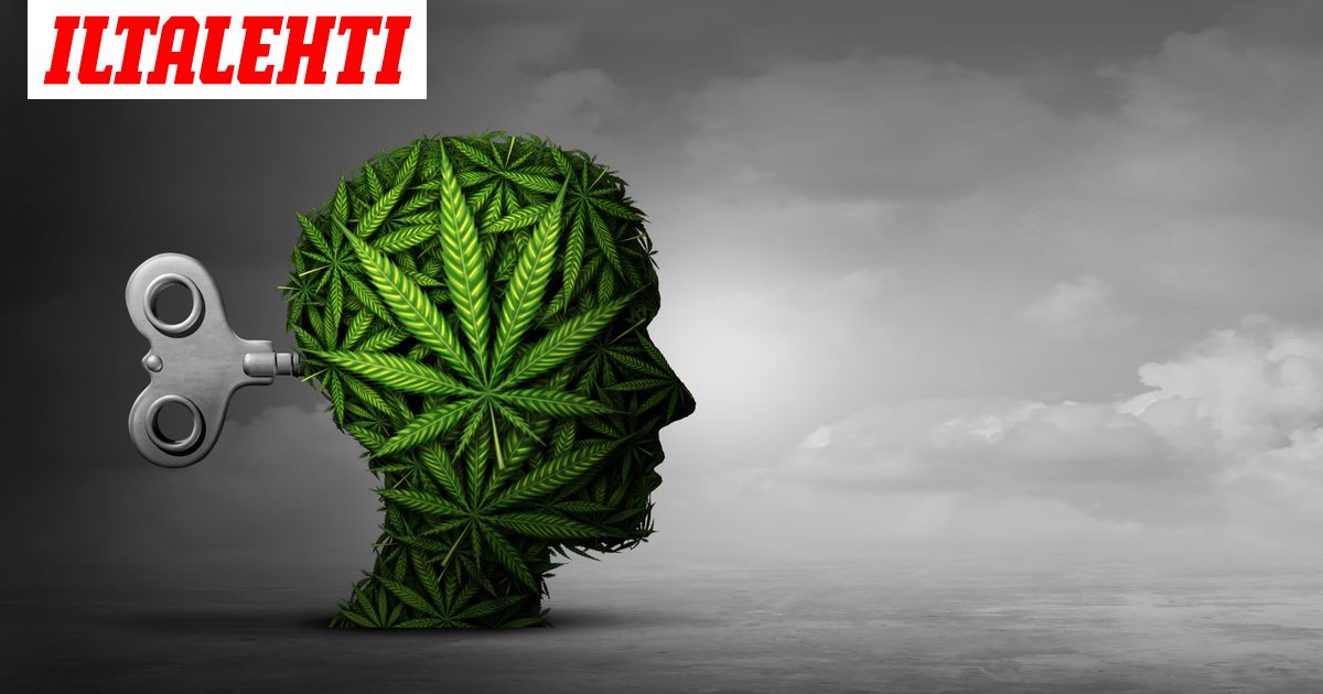 Kannabiksen Kayttajaa Ei Pitaisi Rangaista Suomalaispsykiatri
