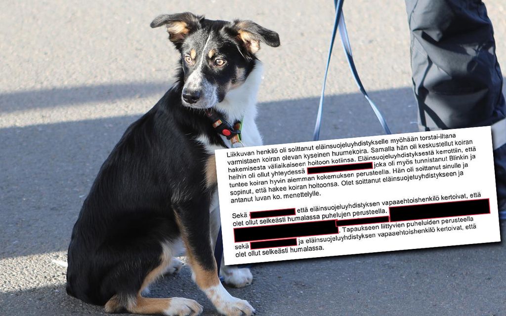 Blink-koira nökötti tunteja kaupan pihassa, lopulta sivulliset huolestuivat – Omistaja oli todellinen yllätys
