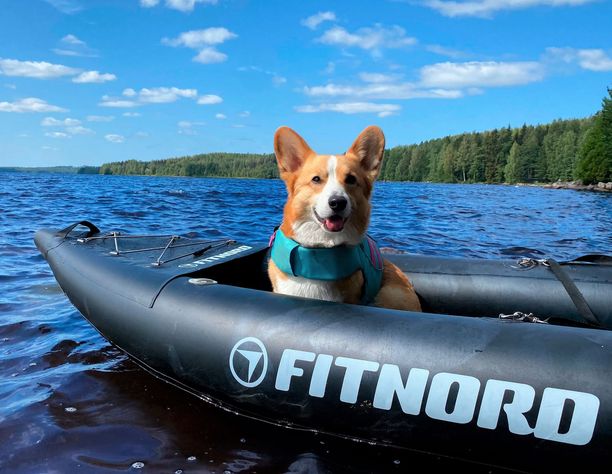 Kaupallinen yhteistyö : Onko tässä Suomen söpöin koira?  Instagram-tähti Topi innostui kesän hittilajista – Katso kuvat!