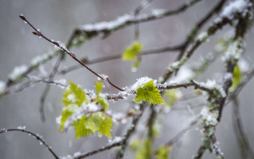 Poikkeuk­sellinen lämpö vain jatkuu – Mutta vieläkö voi tärähtää takatalvi? ”On se aina mahdollista”