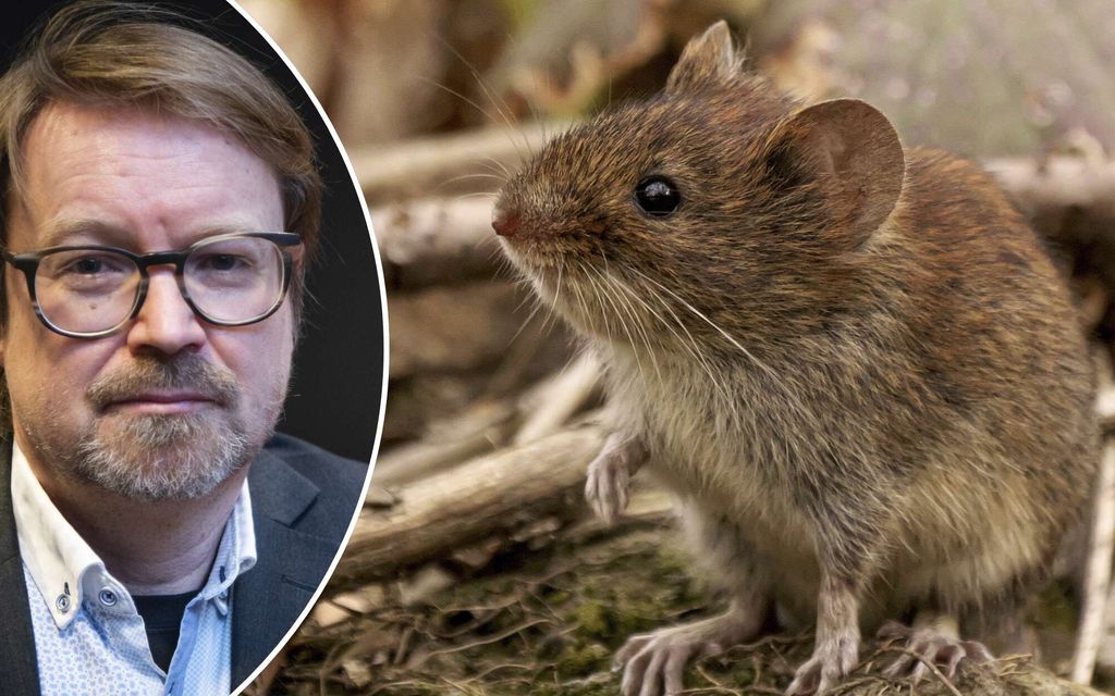 Risteilyllä kuoli matkustajia – Professori: ”Tietoa vasta niukasti”