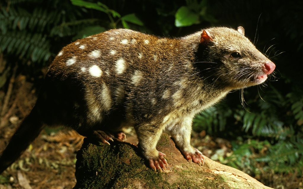 Pao Ling Tsain loukusta löytyi elävä eläin, joka oli kuollut sukupuuttoon 130 vuotta sitten Etelä-Australiassa