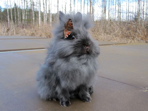 vapaa seksi putki eebenpuu