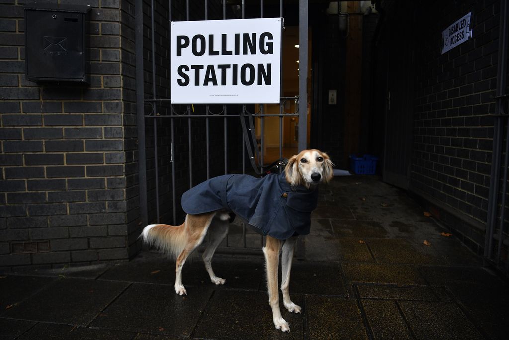 Britanniassa äänestys käynnissä – isäntiään vaaliuurnilta odottavista koirista someilmiö