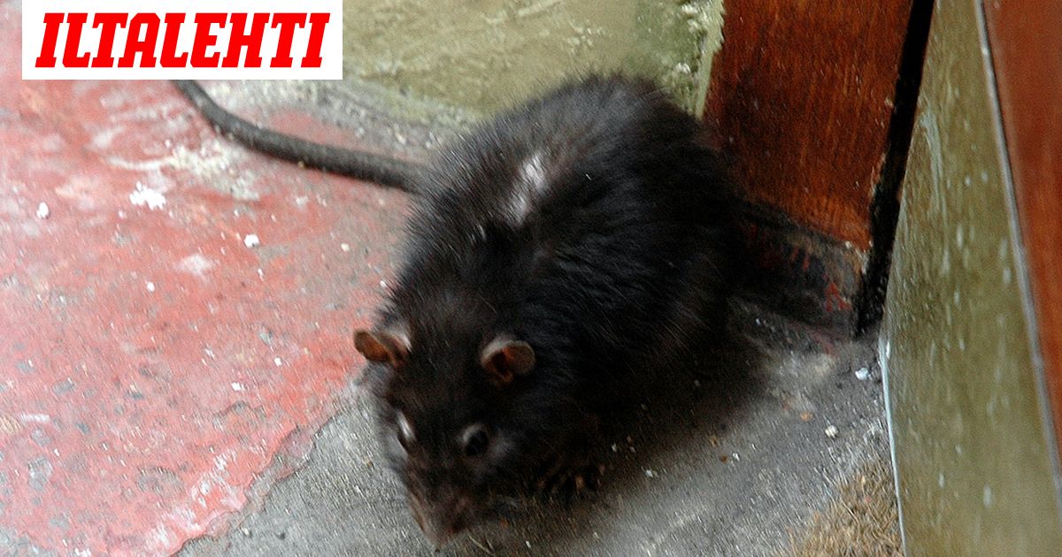 Järkytys kahvilan vessassa: Pöntöstä nousi rotta
