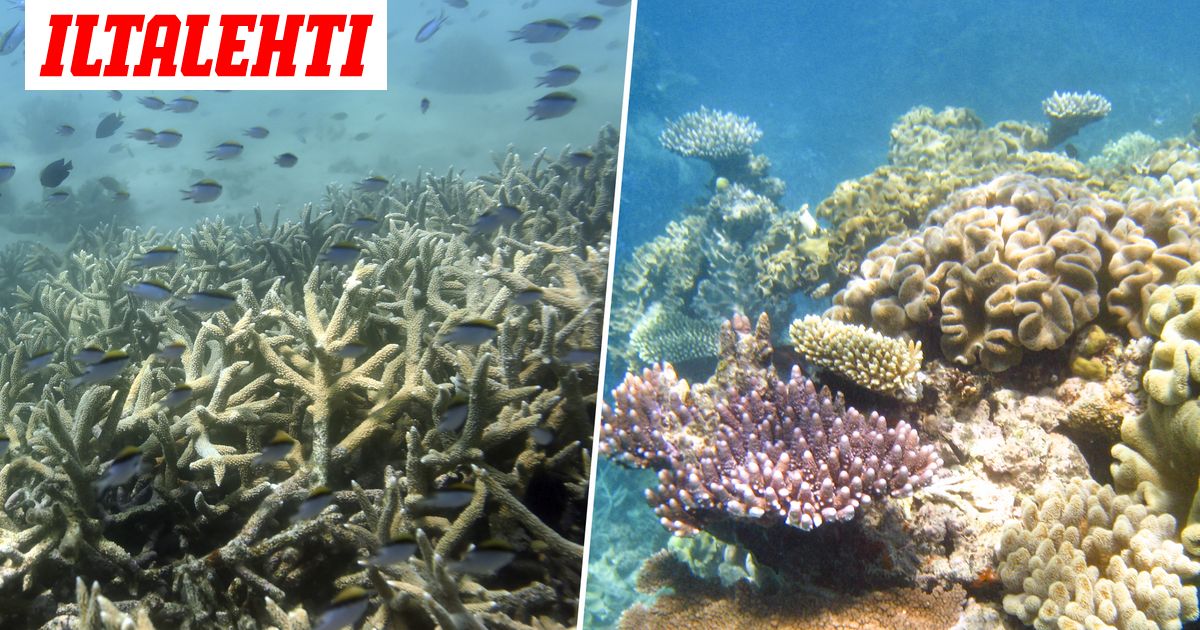 Unesco: Australian Iso valliriutta vaarassa ...