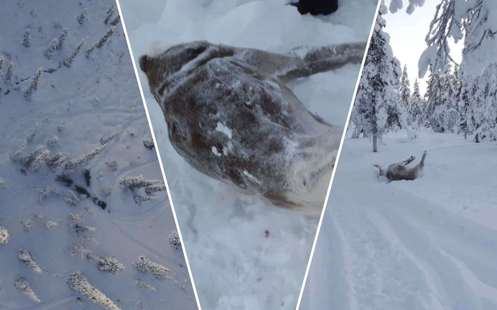 Näin katalalla konstilla poroisäntä huijasi rahaa valtiolta