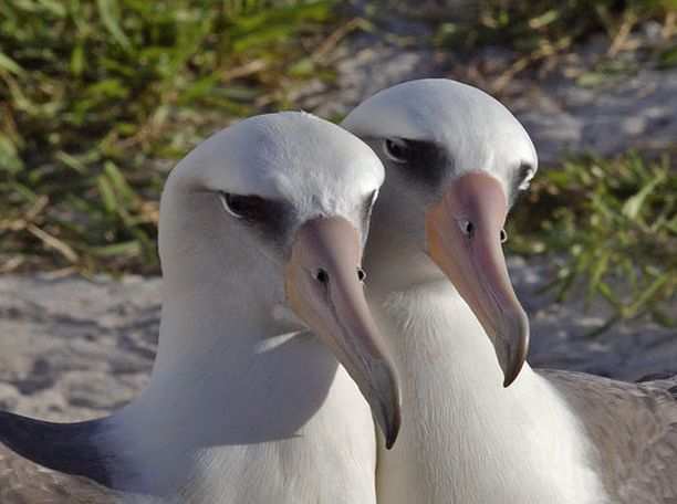 Maailman vanhin lintu albatrossi Wisdom sai poikasen