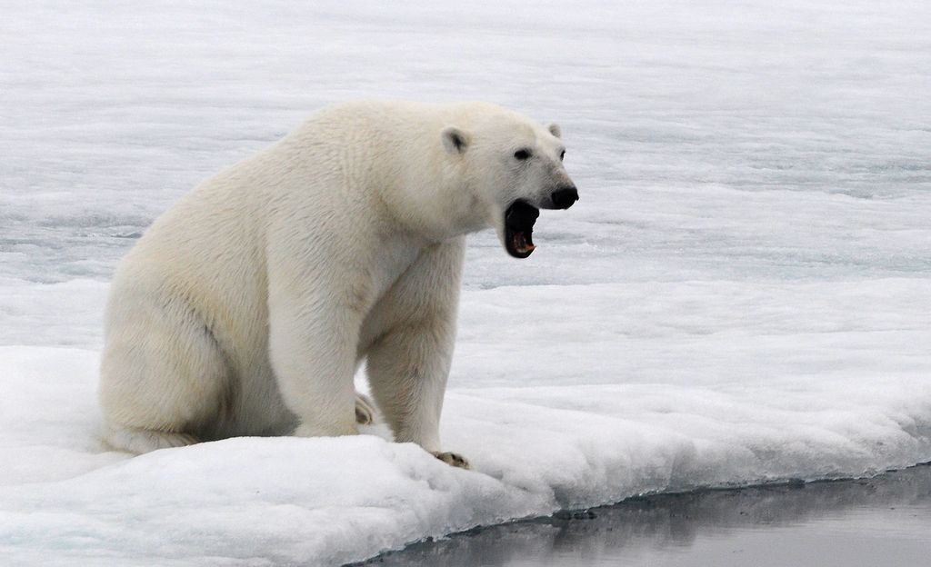 Mökkeihin jopa seinän läpi murtautuva jääkarhu herättää pelkoa Norjan Huippuvuorilla - pesusienet ja saippuat kadonneet karhun kitaan