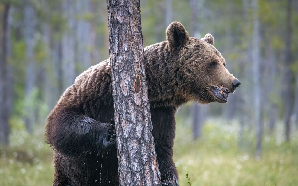"Koskaan ei ole tullut tällaista vastaan" – Veijo otti ikimuistoisen kuvan karhusta