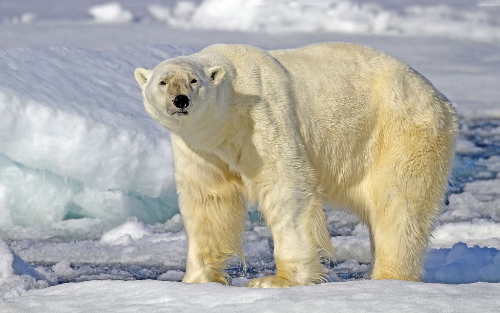 Harvinainen hyökkäys: jääkarhu tappoi naisen ja lapsen Alaskassa